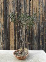 Bonsai Yamadori