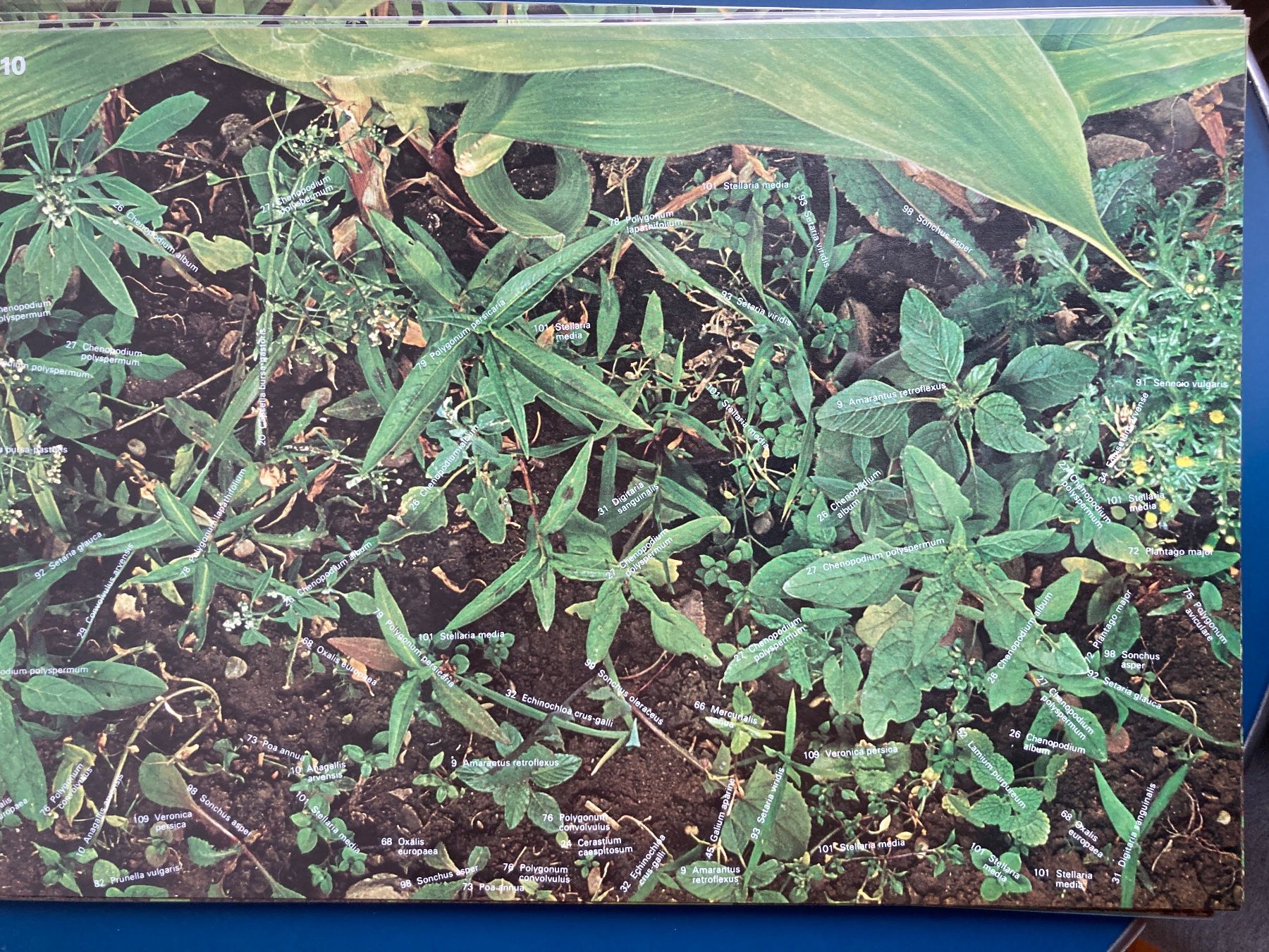 Bücher: Unkrautgemeinschaften Europas Botanik Landwirtschaft – Gebraucht aus Aarwangen von nemkin61 7