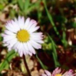 Plantes & graines: Ab 5.- fr 10 SAMEN Wildes Gänseblümchen‪ – Neuf avec emballage d'origine à Rovio par POSITIFFARTandPLANTS 3