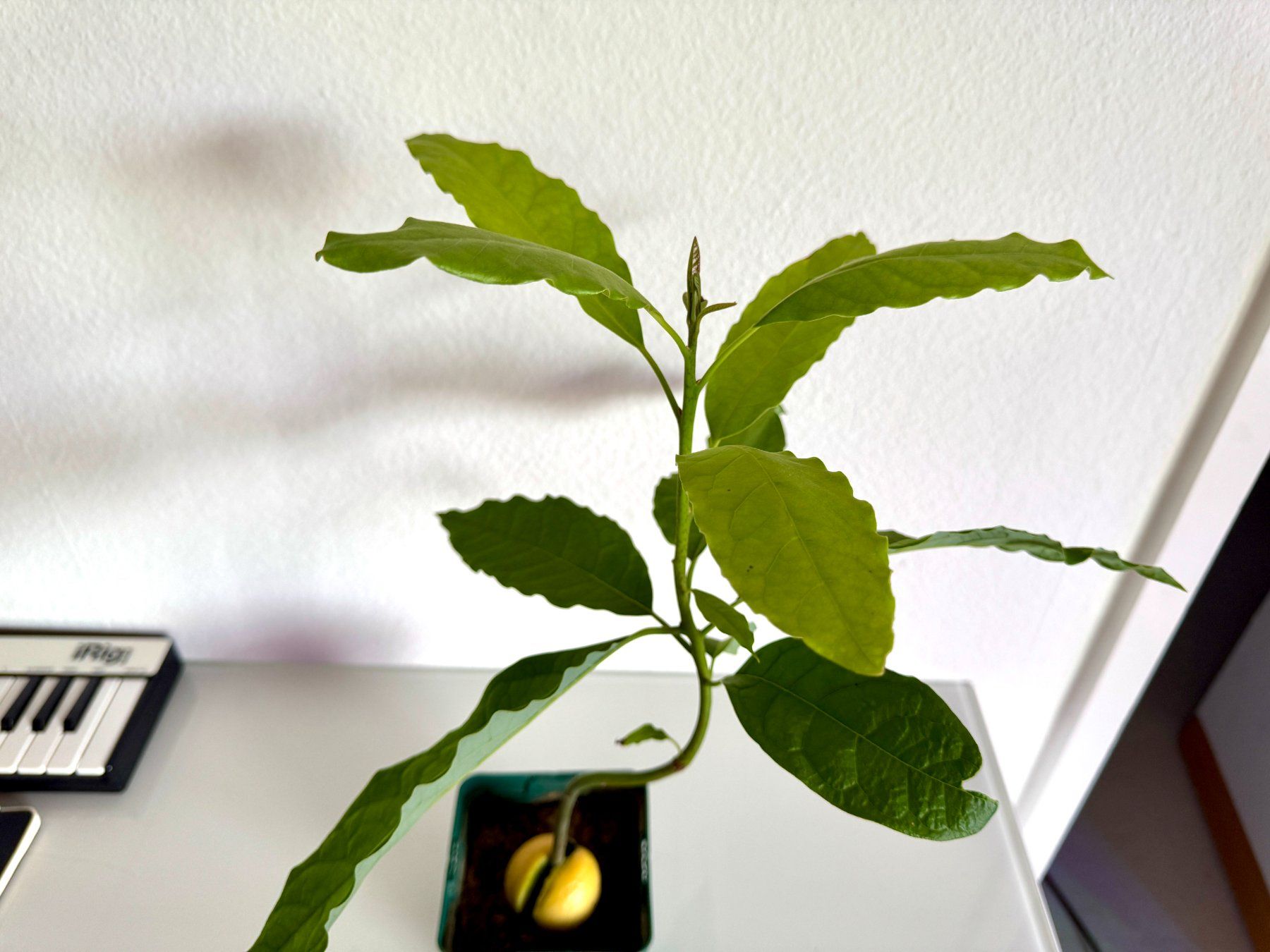 Plantes & graines: Avocado Baum (curved trunk) – Neuf (Voir description) à Schlieren par Edgar_k 2