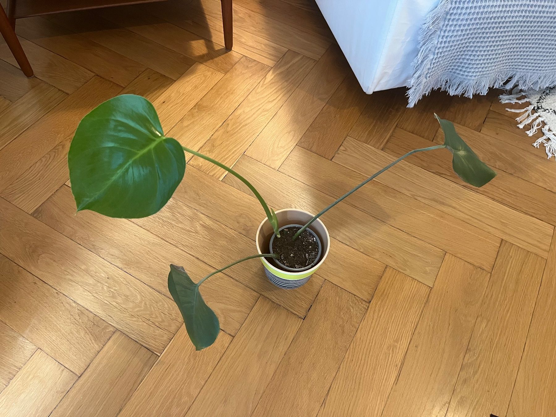 Plantes & graines: Monstera Setzling mit Topf – Neuf (Voir description) à Zürich par vintage_for_you 2
