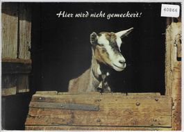 Ziege - Hier wird nicht gemeckert!