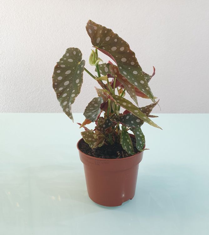 Pflanze Begonia maculata Forellenbegonie 30 cm Kaufen auf Ricardo
