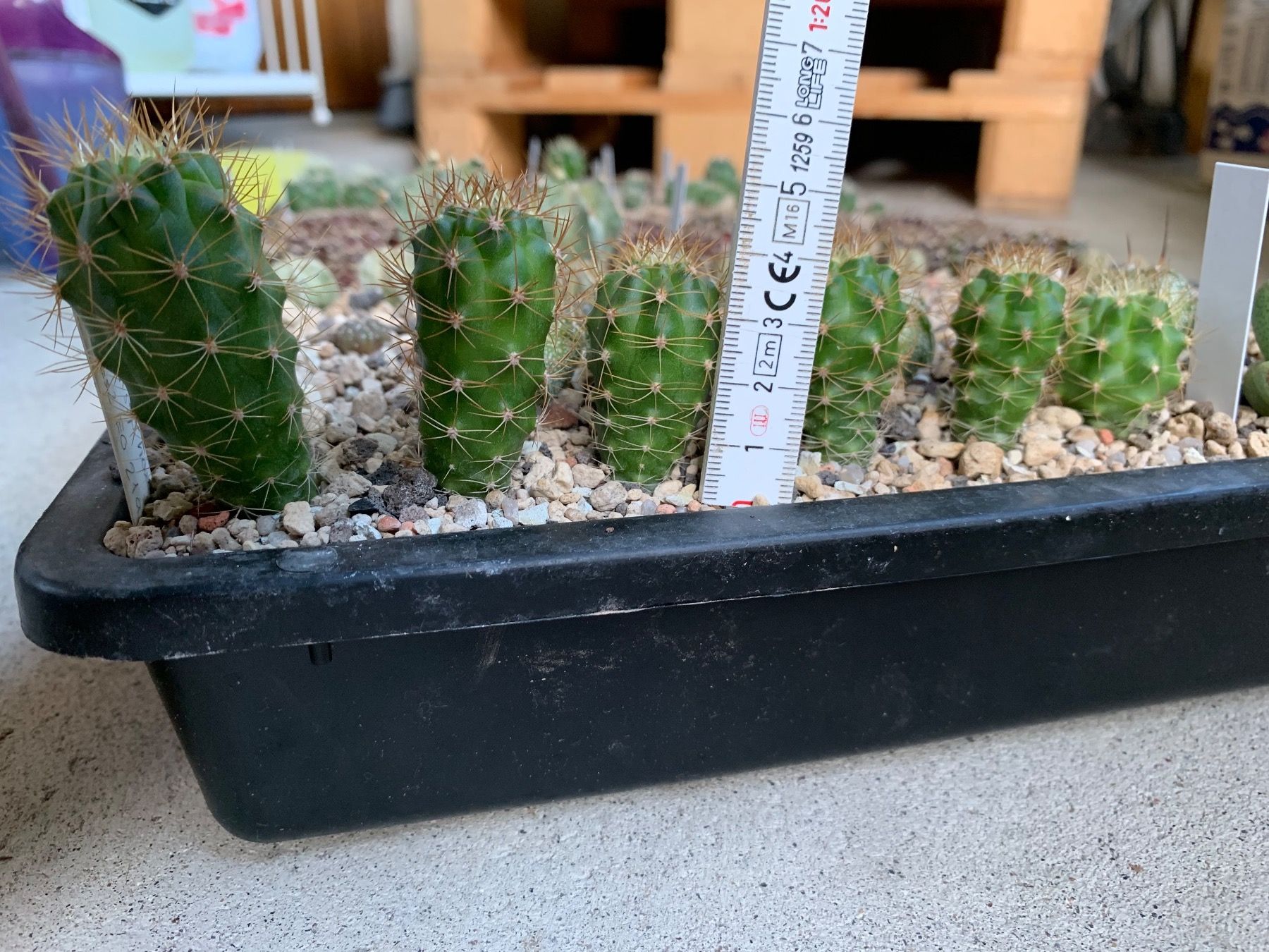 Pflanzen & Samen: Matucana ssp. hoxeyi – Gebraucht aus Rorbas von SimS0n 4