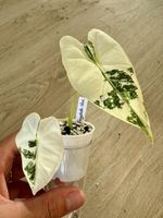 Alocasia Frydek Variegata – highly variegated 🌱🤍