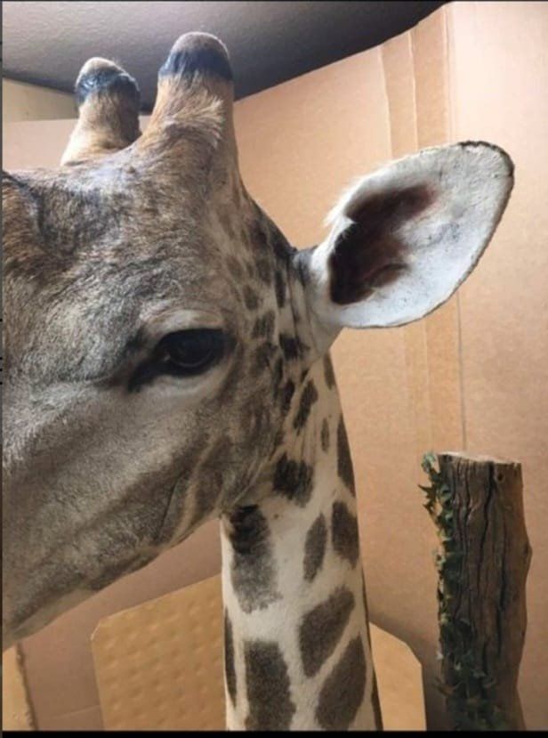 Welt der Tiere: Giraffe – Gebraucht aus Pfaffnau von Yoka0 1
