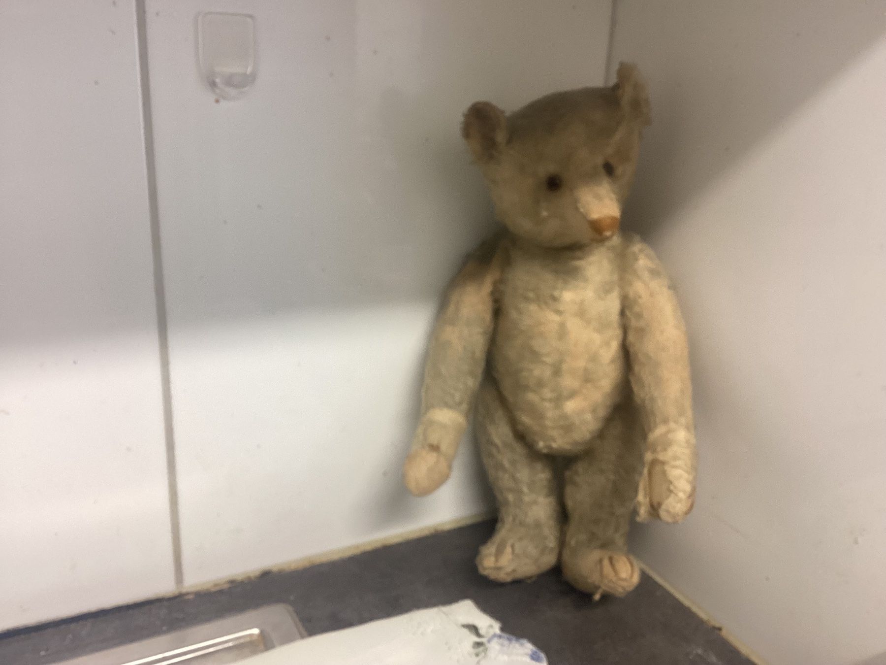Steiff Jouets: ANTIKER STEIFF TEDDY VORKRIEG – D'occasion à Münchenstein par NoSu98 9