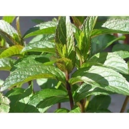 Piante & sementi: MENTHE CHOCOLAT PUISSANT PARFUM 100x – Usato da Bremblens venduto da FIBONACCI369