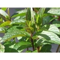 MENTHE CHOCOLAT PUISSANT PARFUM 100x