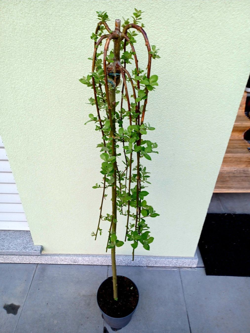 Piante & sementi: 50 cm Hängeweide SALIX CAPREA KILMANROCK – Nuovo e nell'imballaggio originale da Rovio venduto da POSITIFFARTandPLANTS 2