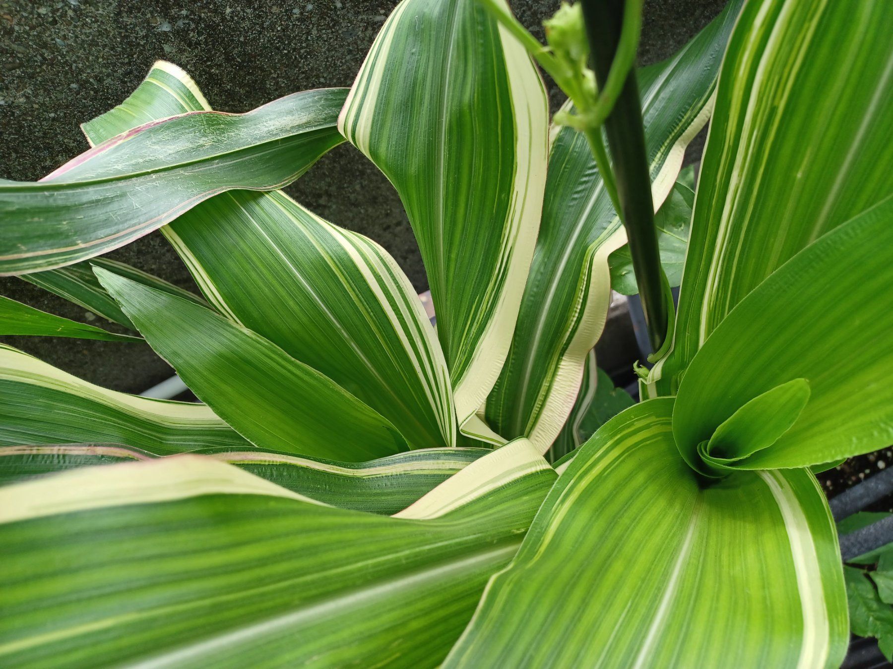 Piante & sementi: Samen Mais  Variegata 5 Stk. – Usato da Schwaderloch venduto da bademeister79 3