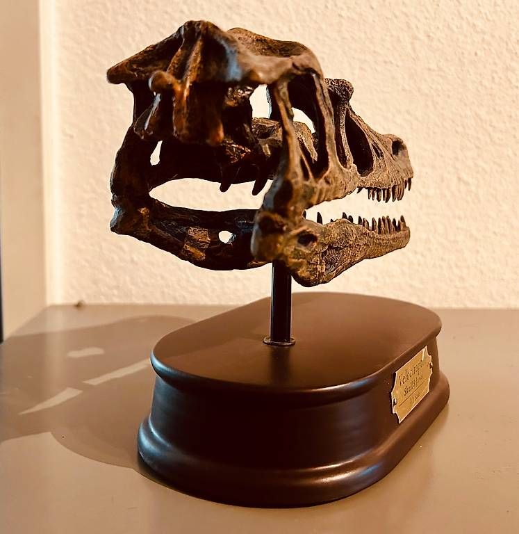 Sonstiges zum Sammeln & Seltenes: Velociraptor Schädel (Replica) – Gebraucht aus Neuhausen von Gizmo1985 2