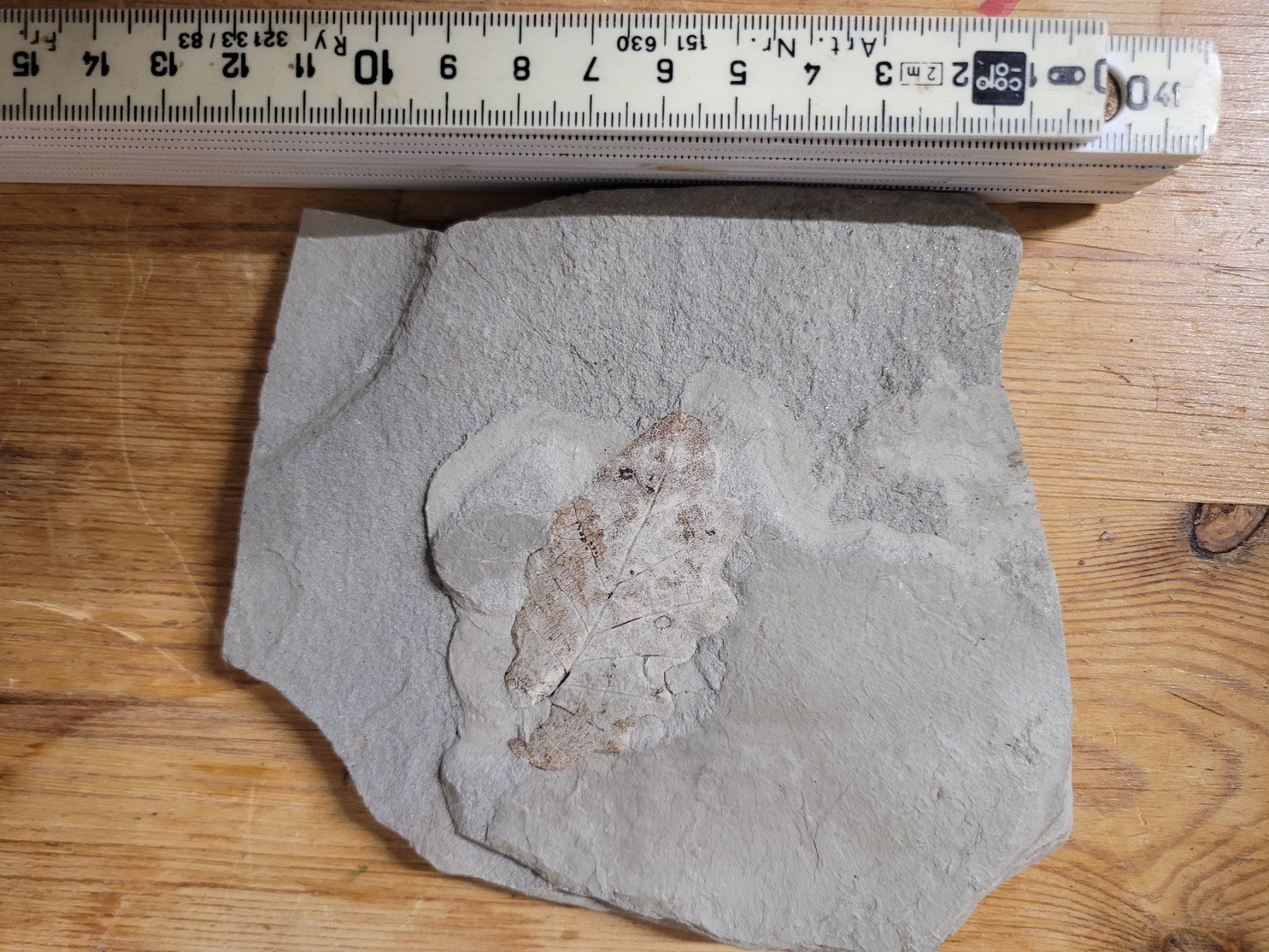 Fossili: fossiles Blatt im Sandstein, sehr hübsch – Usato da Siebnen venduto da Unruhe-Baer