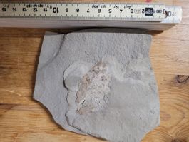 fossiles Blatt im Sandstein, sehr hübsch