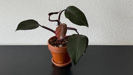 Philodendron Pink Princess Galaxy, 20cm, jung