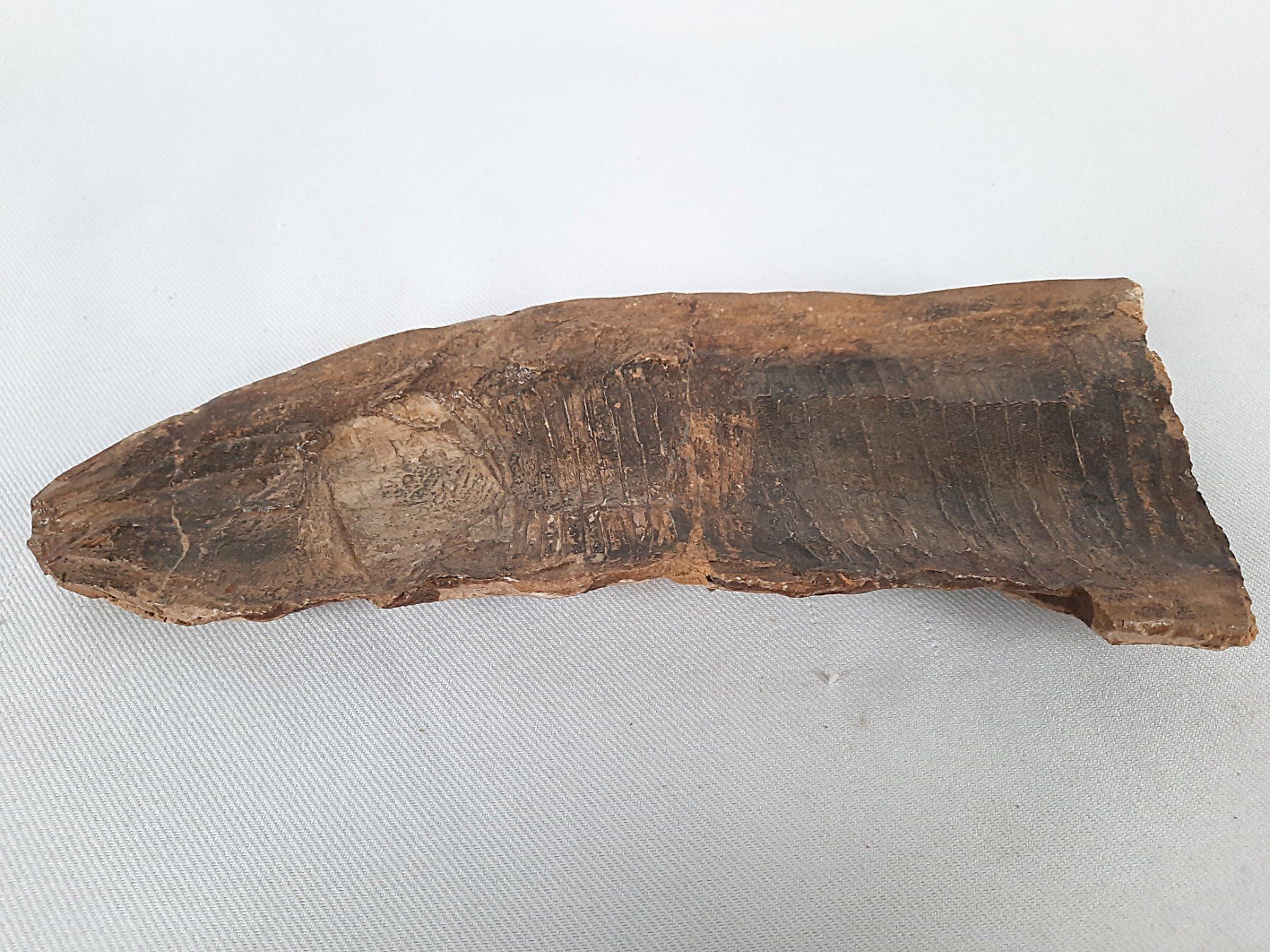 Fossili: Fossiler Fisch in 2 teilen – Usato da Beinwil am See venduto da Restwert_Beinwil 7