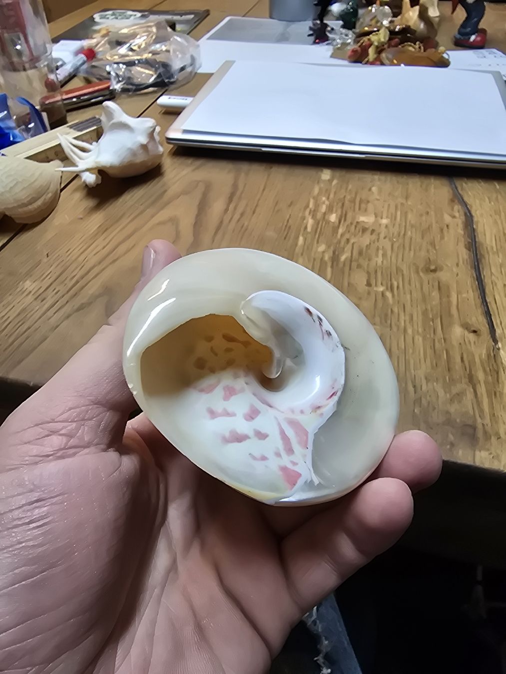 Fossili: 3 echte Muscheln (D) – Usato da Rorschach venduto da TimelessTrading 4