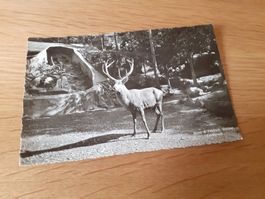 GOLDAU - NATUR- und TIERPARK - 1932 - EDEL HIRSCH