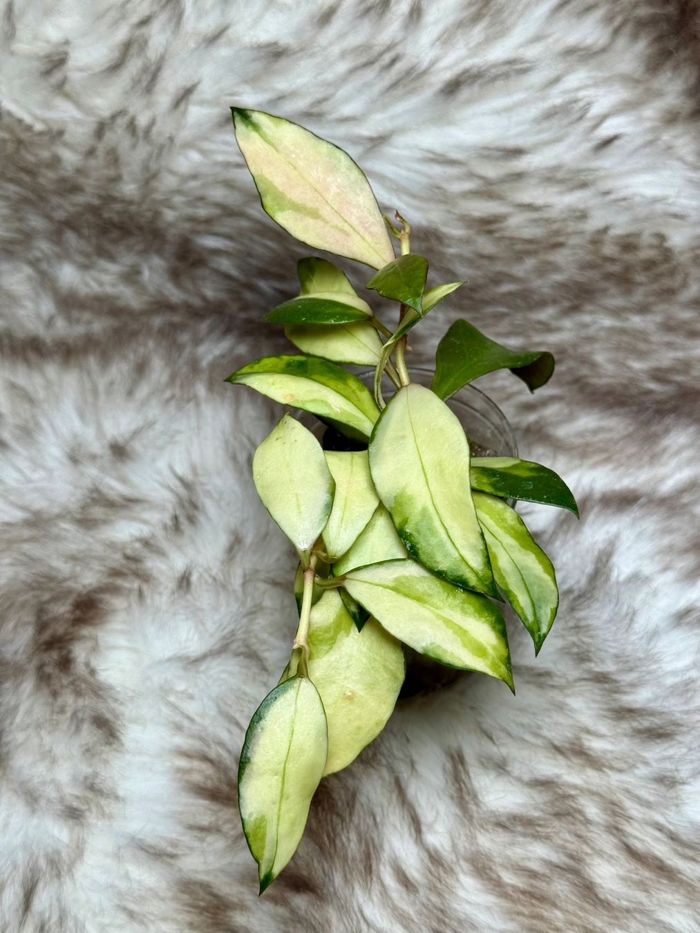 Piante & sementi: Hoya walliniana variegata – Nuovo (secondo la descrizione) da Bachenbülach venduto da ilawega
