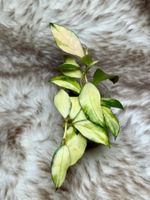 Hoya walliniana variegata