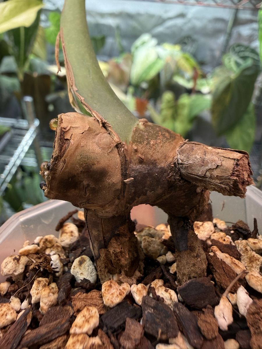 Piante & sementi: Monstera Compacta (Kunzo) | bouture multi noeuds – Usato da Morlon venduto da lucius.greenery 3