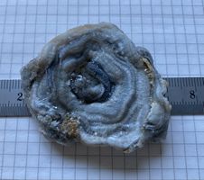 Super schöne Chalcedonrose 