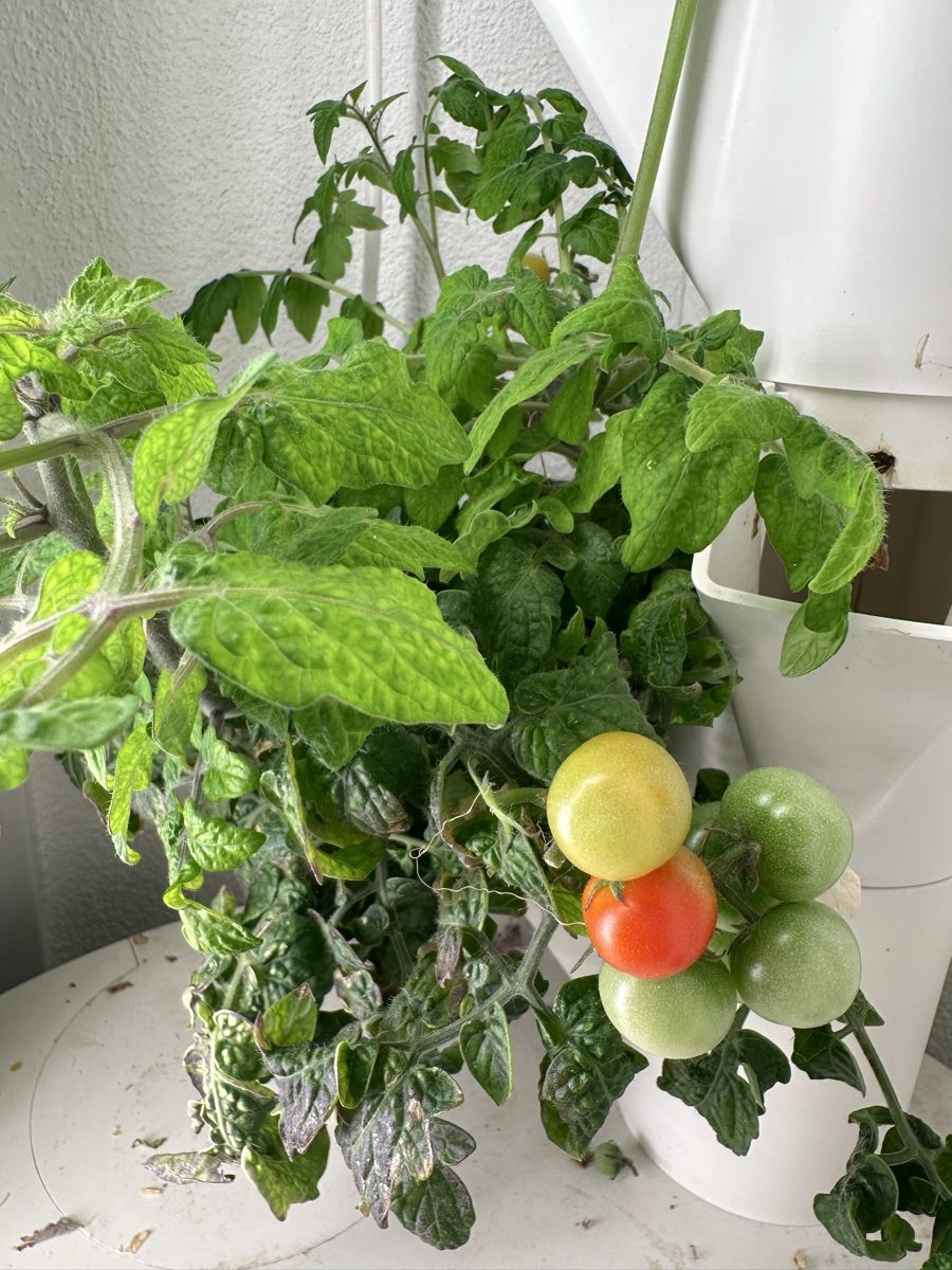 Sonstiges: 1 Everleaf Garden das Original – Gebraucht aus Sisikon von Folamis 3