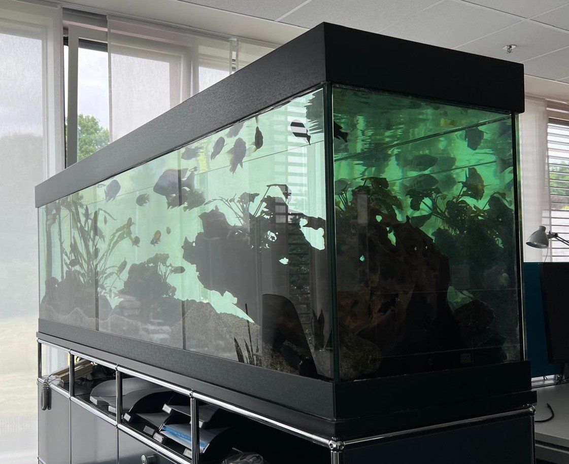 Terrario: Terrarium mit Deko – Usato da Boniswil venduto da Jpis