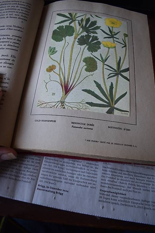 Livres: Philippe Robert nos Fleurs – D'occasion à Brügg BE par Aristotolius