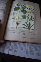 Philippe Robert nos Fleurs