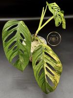 Monstera Adansonii Aurea (Gelb panaschiert)