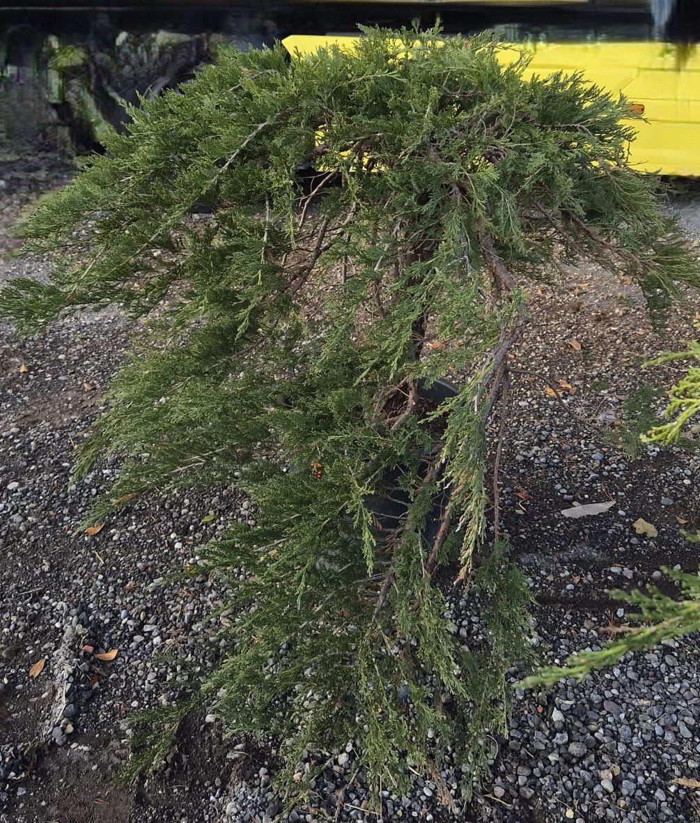Piante & sementi: Juniperus ‘Mint Julep’ – Usato da Forch venduto da WeberC 1