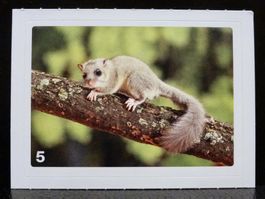 MIGROS MANIA Nature Detectives Nr. 5