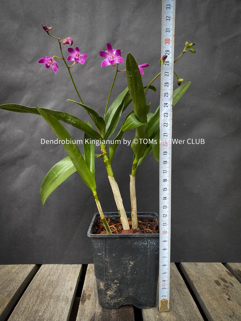 Piante & sementi: Dendrobium Kingianum - żart duftende Orchidee – Nuovo e nell'imballaggio originale da Adliswil venduto da astom369 4