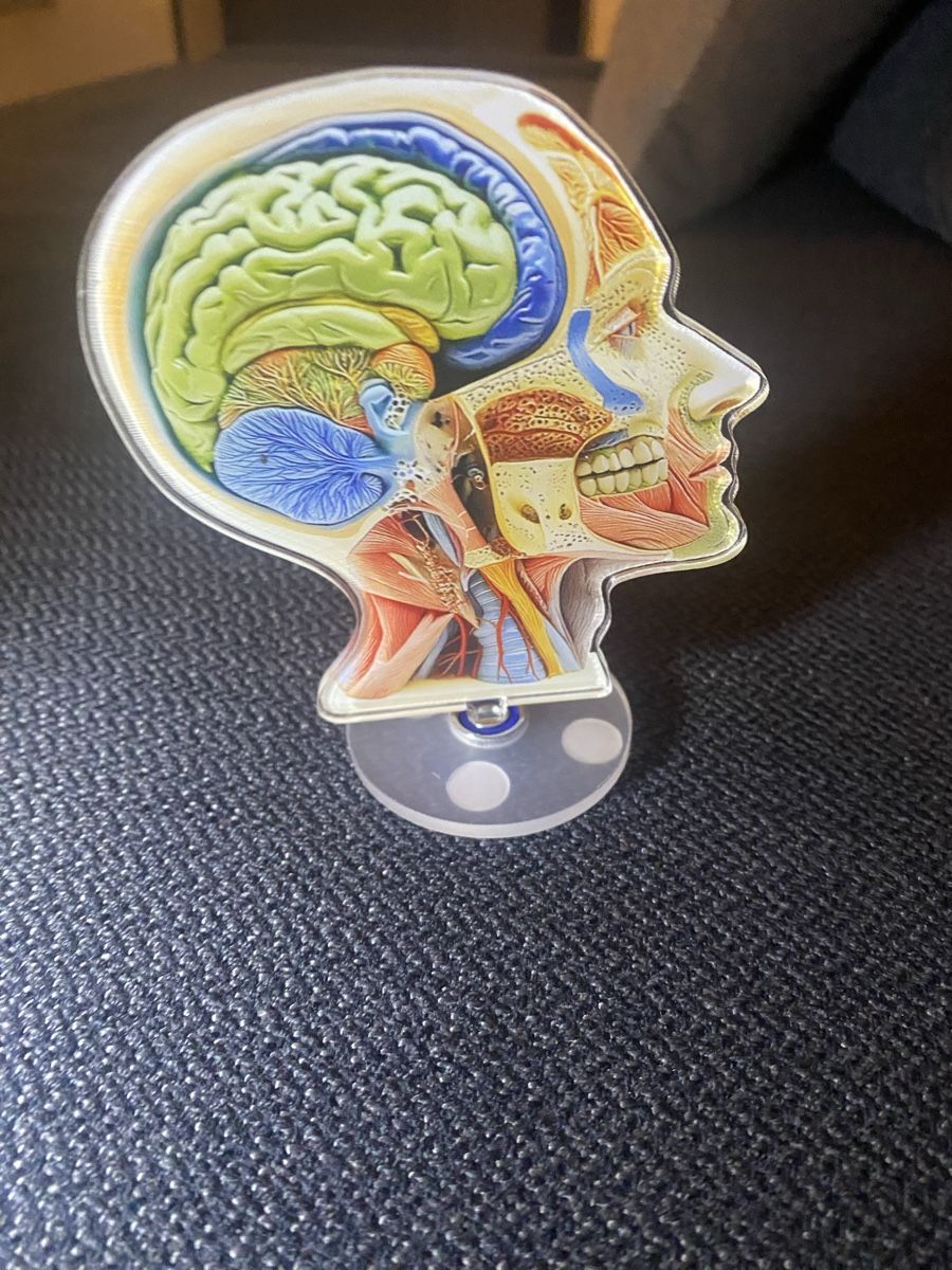 Kit di modellismo & Modellini statici: Anatomie Modell Kopf -  2Dimensionales Model – Usato da Berikon venduto da Samurai67ch 1