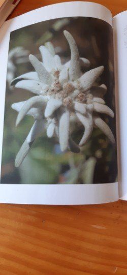 Schreibblöcke: Notizbuch "Floral" – Neu (gemäss Beschreibung) aus Doppleschwand von Sandrafritz 1