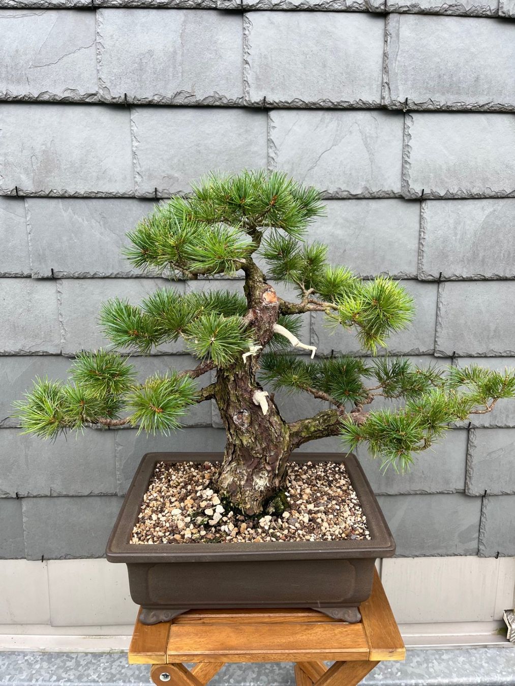 93 Jhrige Mdchenkiefer Bonsai Pinus Parviflora (Gebraucht) in Herisau fr  CHF 2750  nur Abholung auf Ricardo kaufen