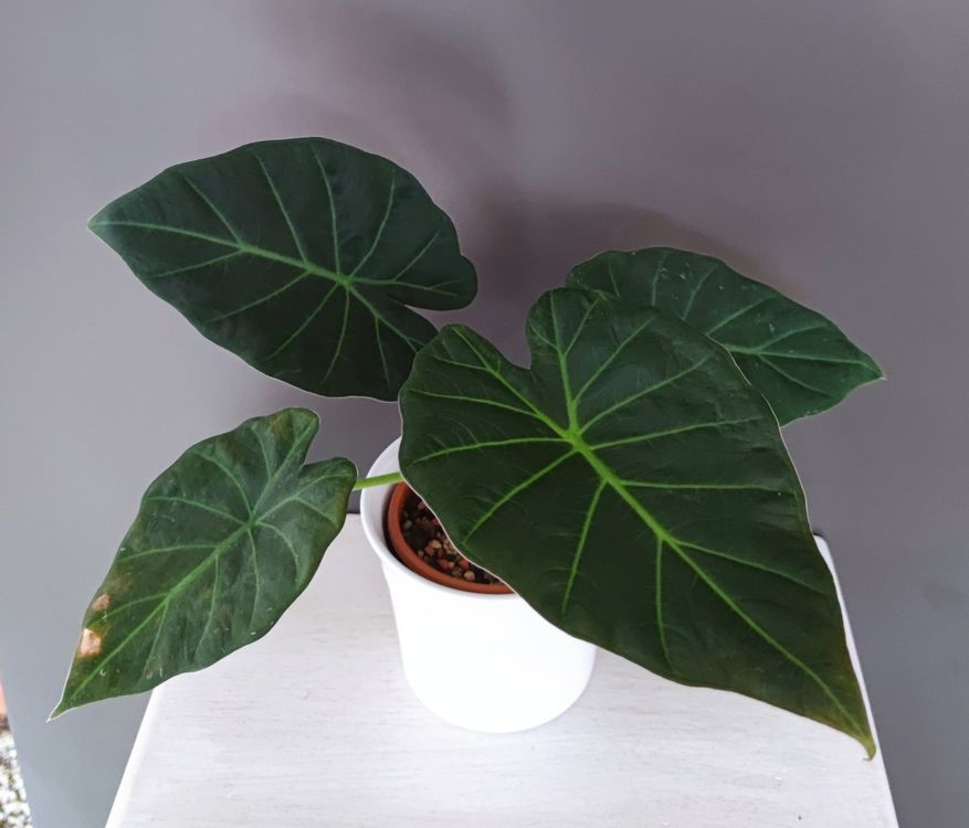Alocasia Rhizome Kaufen