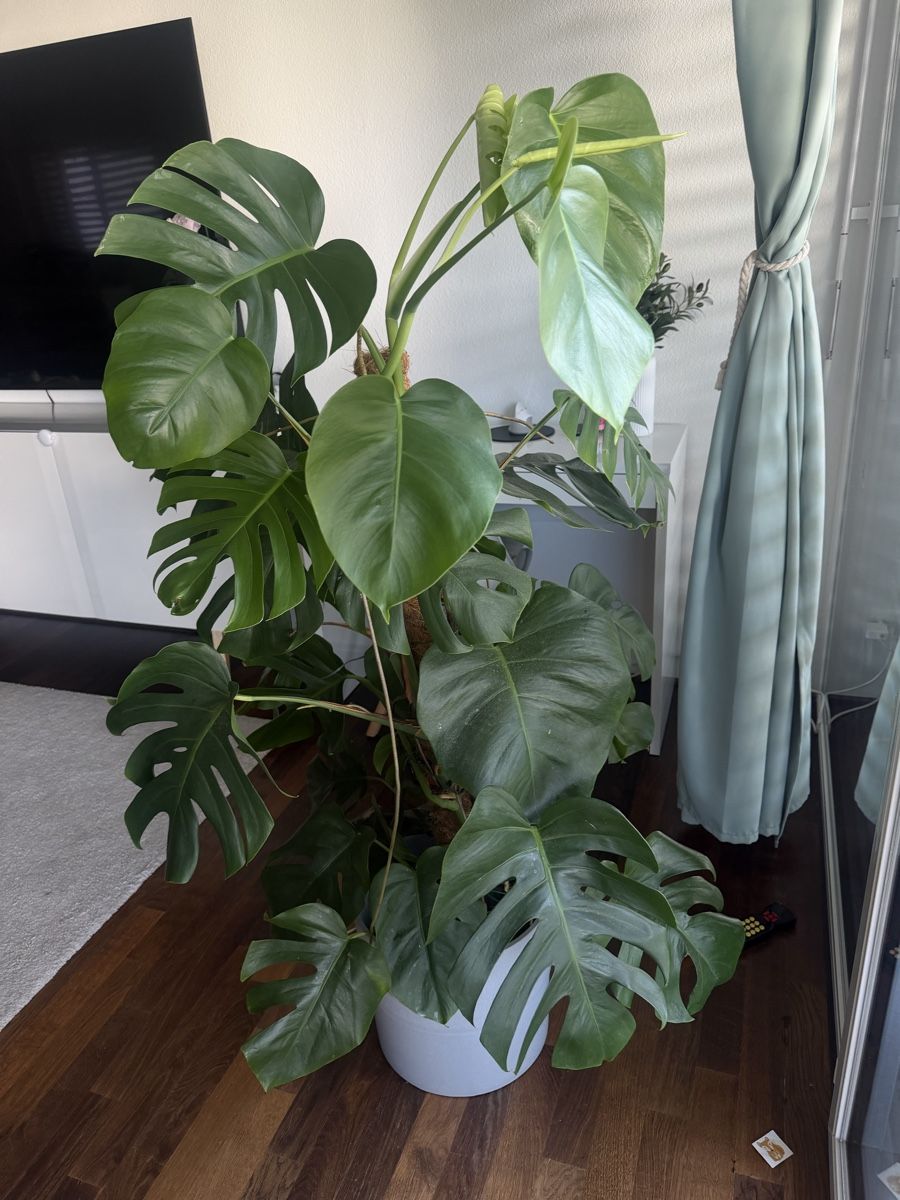 Piante & sementi: Monstera Deliciosa Pflanze – Nuovo (secondo la descrizione) da Adlikon b.Regensdf venduto da Nicoleludha