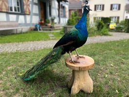 Ausgestopfter Pfau - Peacock - Topstück