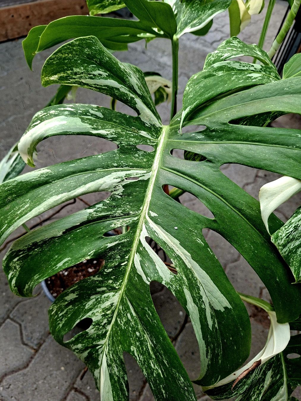 Pflanzen & Samen: RARISSIMO!!! H: XL 80 cm "Monstera Thai Constellation" – Neu und originalverpackt aus Rovio von POSITIFFARTandPLANTS 1
