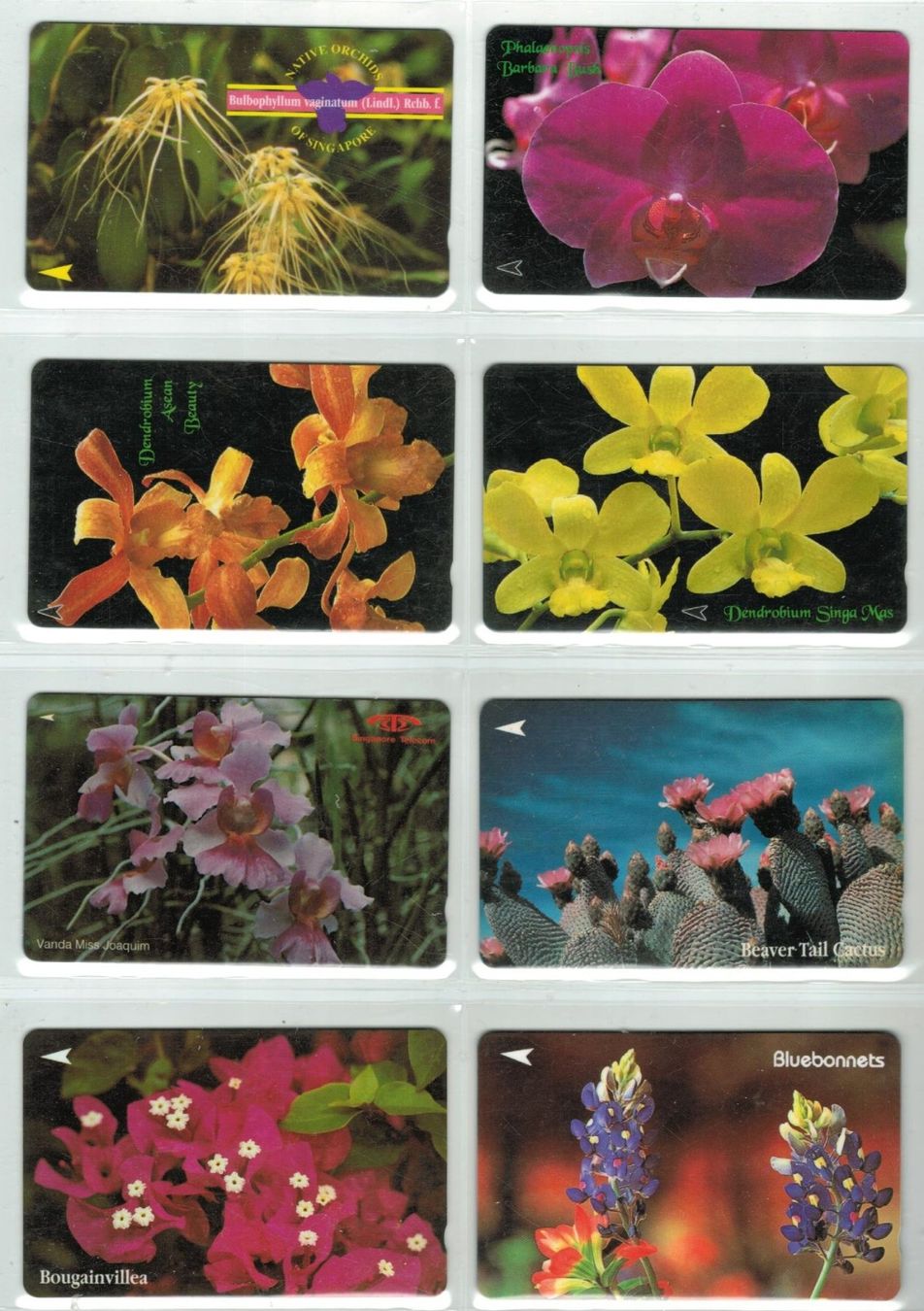 Telefon- & Taxkarten: 8 Telefonkarten Singapur Blumen – Gebraucht aus Zürich von Tolima194