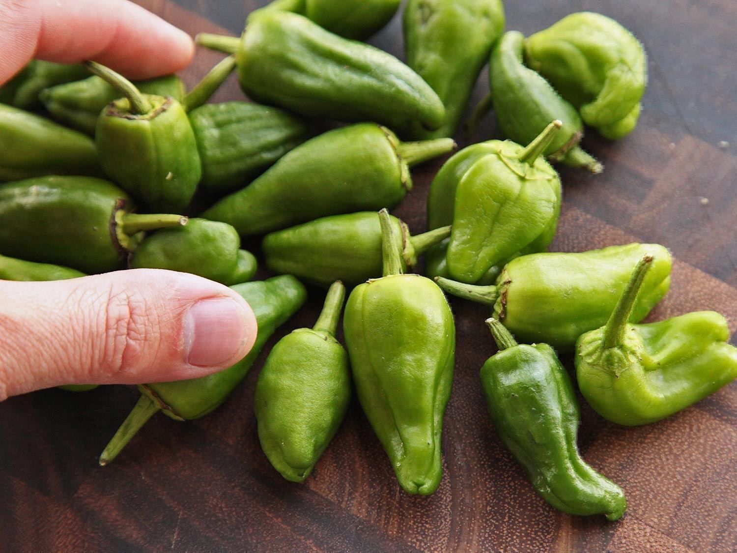 Piante & sementi: 50 Samen Pimento Padron Chili – Nuovo (secondo la descrizione) da Ehrendingen venduto da VerveinaSamen 3