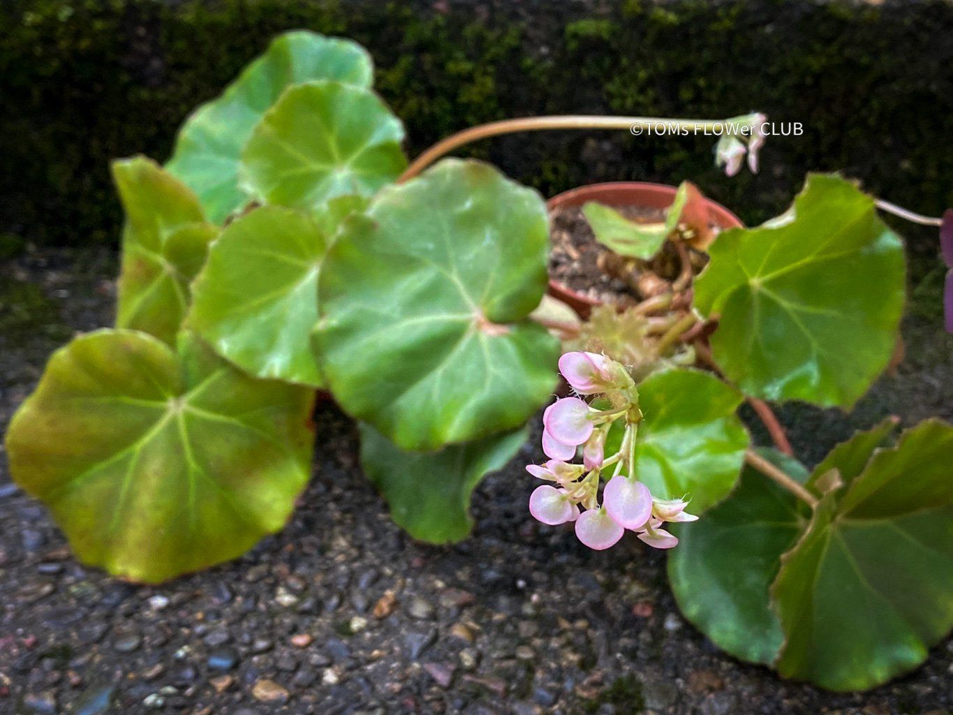 Piante & sementi: Begonia Erythrophylla - Beefsteak Begonia – Nuovo e nell'imballaggio originale da Adliswil venduto da astom369 8