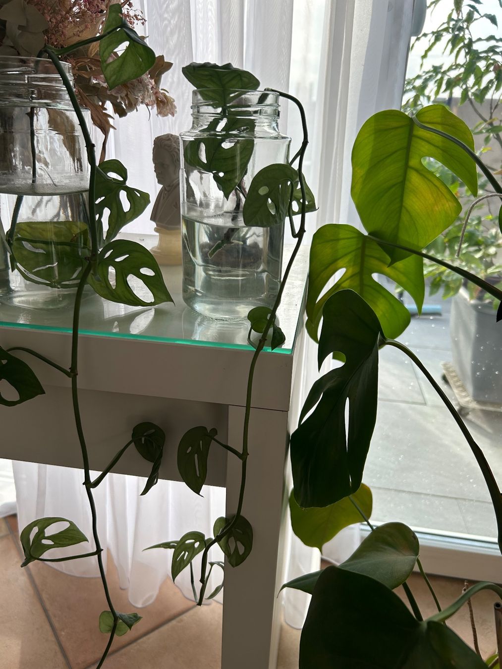 Pflanzen & Samen: Monstera Monkey Leaf Ableger – Neu (gemäss Beschreibung) aus jona von coo_772s 1