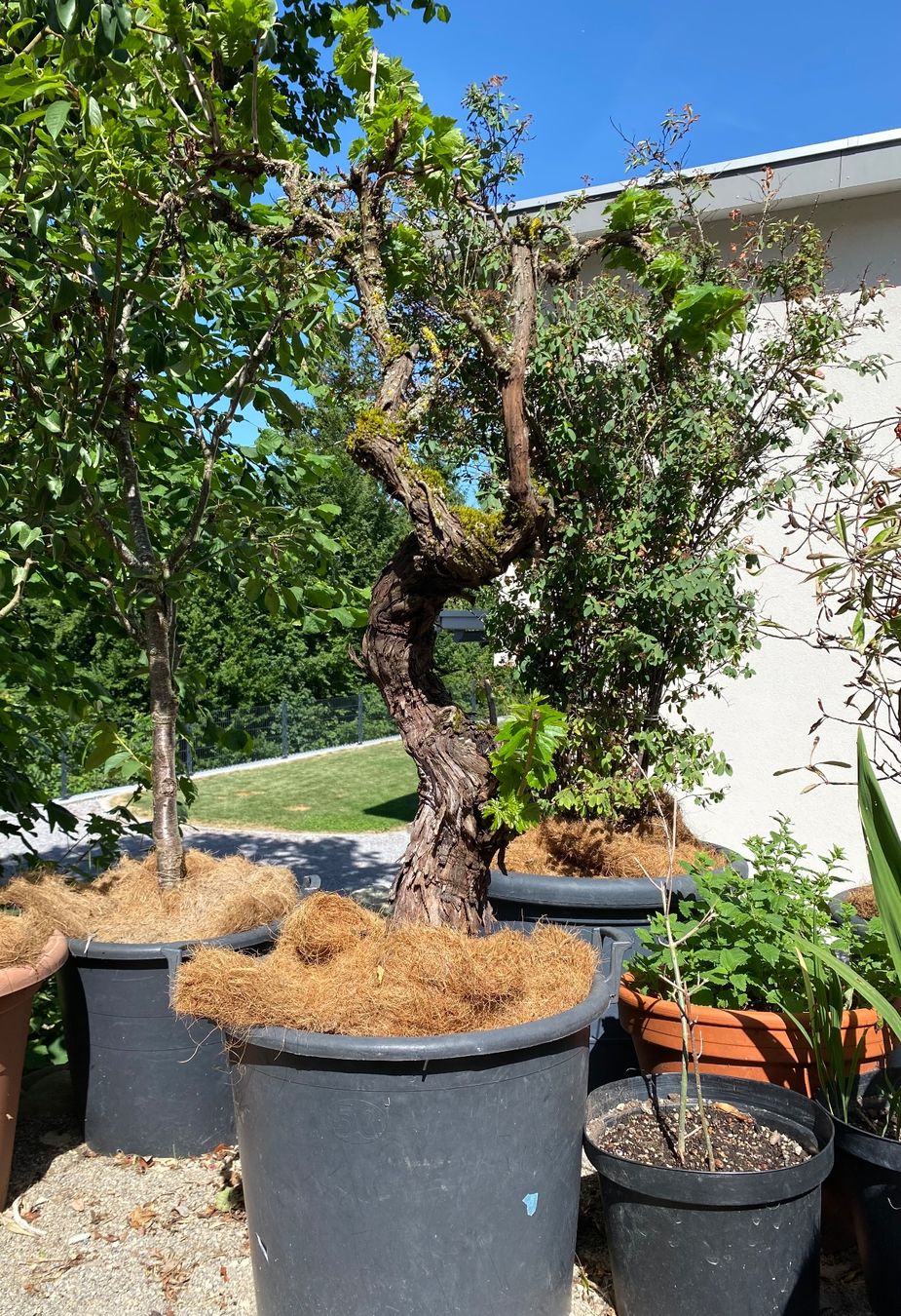 Plantes & graines: Weinstock Trauben  Pflanzen Blumen – D'occasion à Dottikon par 6571