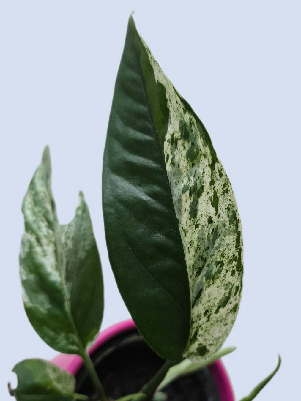 Piante & sementi: Epipremnum Marble Variegata – Usato da Aarburg venduto da Glitzerschein 1