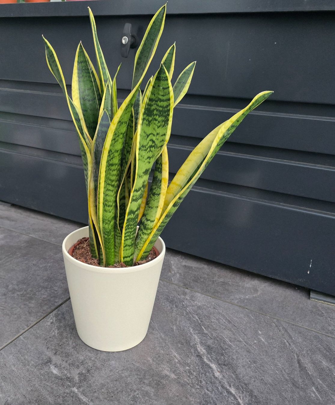 Piante & sementi: Sansevieria, Bogenhanf Zimmerpflanze mit Topf – Nuovo (secondo la descrizione) da Aarburg venduto da Glitzerschein 3