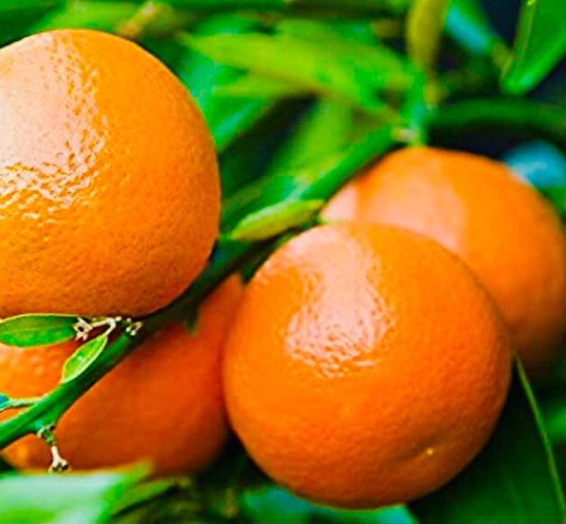 Piante & sementi: Ab 5.- fr 5 Samen Clementino CITRUS RETICULATA – Nuovo e nell'imballaggio originale da Rovio venduto da POSITIFFARTandPLANTS 1