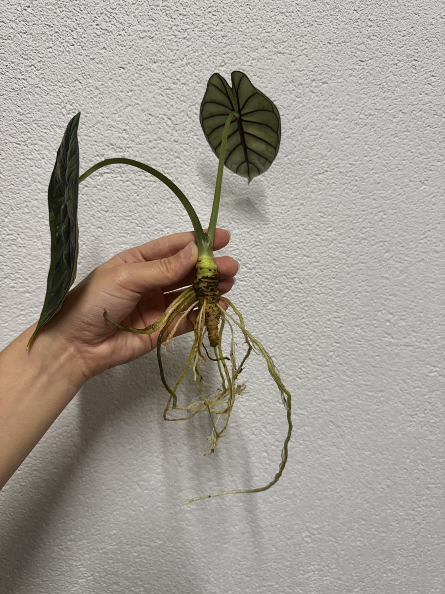Pflanzen & Samen: 🌱 Alocasia dragon scale mint – Gebraucht aus Niederbuchsiten von GreenGems 4